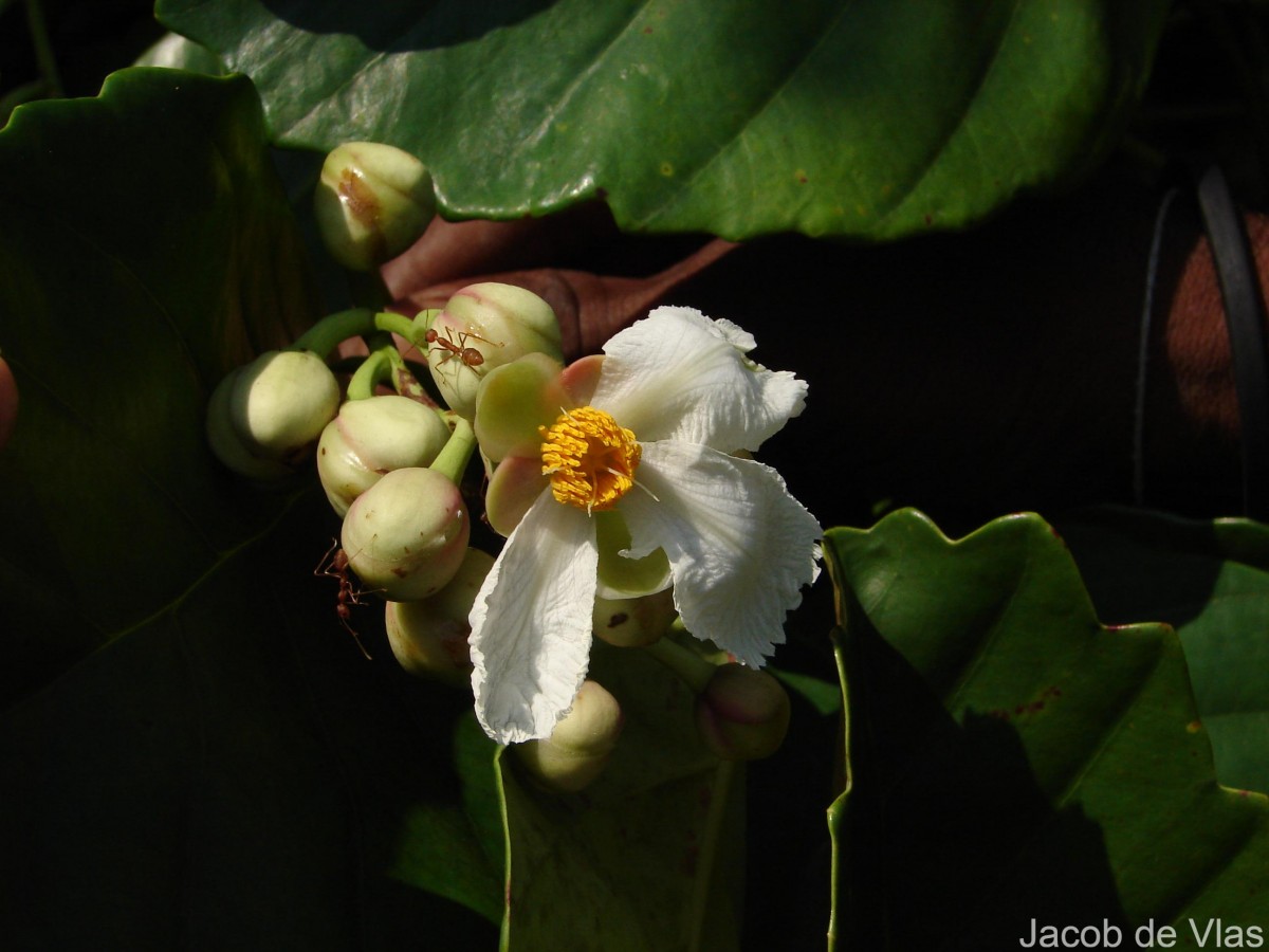 Dillenia triquetra (Rottb.) Gilg